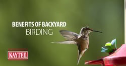 Blog-post-image_benefits-of-backyard-birding.png