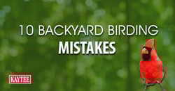 10 backyard birding mistakes.jpg