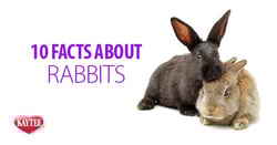 10-facts-about-rabbits-header-link-image.jpg