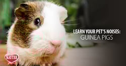 Blog-post-link-guinea-pig-noises.png