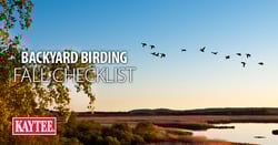 P_blog-header-image-1.png