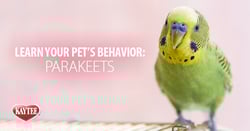 Parakeet-behavior-header-image.png